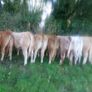 Livestock Image 6