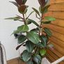 Rubber Plant (Ficus elastica) with vase Image 3