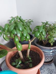 Jade (Money plants)