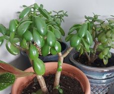 Jade (Money plants)