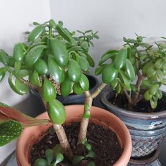 Jade (Money plants)