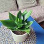 Healthy Sansevieria Hahnii in Decorative Pot Image 5