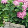 Hortensia Image 6