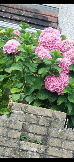 garden plants