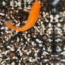 2 Goldfish for Adoption Free to Take Away Image 2
