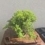 Juniper Bonsai Tree Image 3