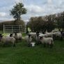 22 Mule Hoggets Image 3