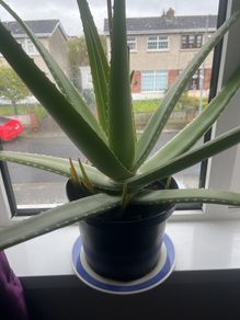 Aloe vera