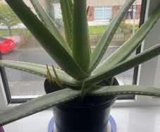 Aloe vera