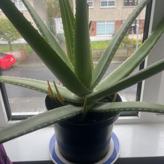 Aloe vera