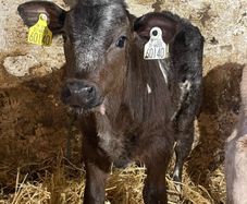 LMX and CH bull beef suck calfs