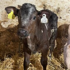 LMX and CH bull beef suck calfs