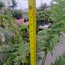 Tree Fern Dicksonia Image 3