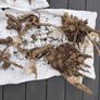 Dahlia tubers Image 2