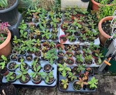 Young Oak Trees