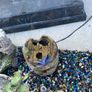 fish tank Image 7