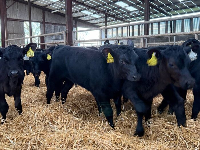 30 Aberdeen Angus heifer calves for sale