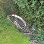 bike Image 6