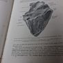 A Text Book Of. Veterinary Anatomy Image 6