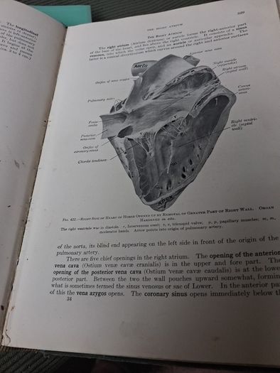 A Text Book Of. Veterinary Anatomy