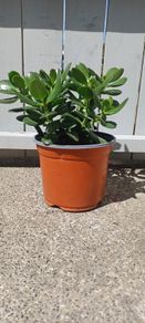 House plant
