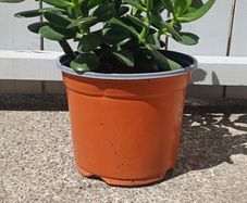 House plant