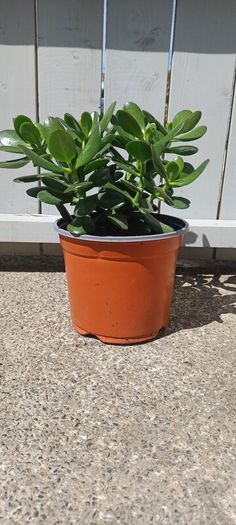House plant