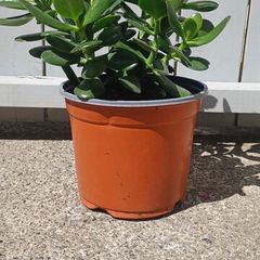 House plant