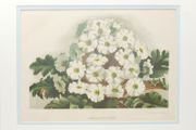 Primula Gipsy Queen &amp; Pyrethrum Uliginosum 1889
