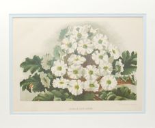 Primula Gipsy Queen & Pyrethrum Uliginosum 1889