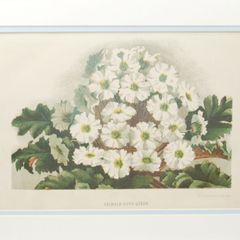 Primula Gipsy Queen & Pyrethrum Uliginosum 1889