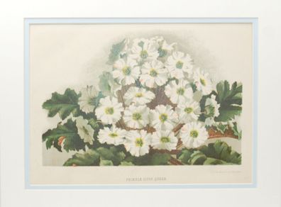 Primula Gipsy Queen & Pyrethrum Uliginosum 1889