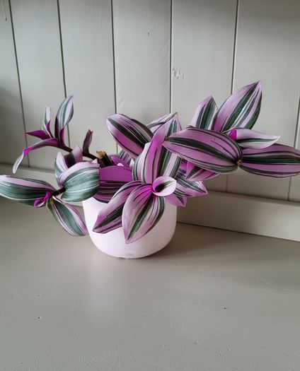 Tradescantia Nanouk.