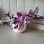 Tradescantia Nanouk. Image 7