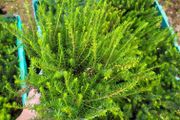 40 fantastic heather plants.