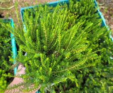 40 fantastic heather plants.