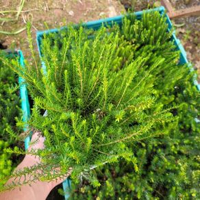 40 fantastic heather plants.