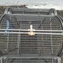 Large and small Parrot  cages Image 5