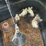 Chickens Image 2