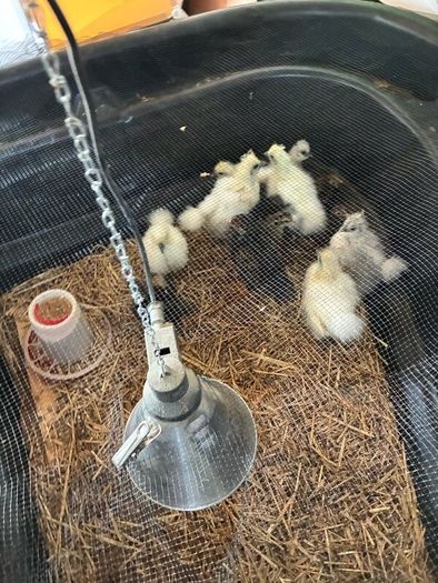 Chickens