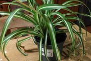 Spider plant, small and well established plant available.