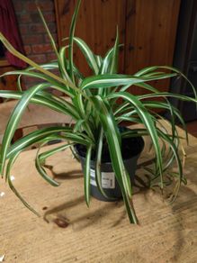 Spider plant, small and well established plant available.