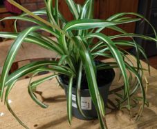 Spider plant, small and well established plant available.