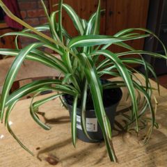 Spider plant, small and well established plant available.