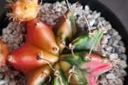 Gymnocalycium mihanovichii