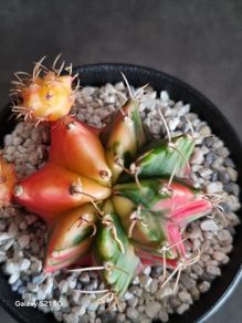 Gymnocalycium mihanovichii
