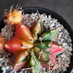 Gymnocalycium mihanovichii