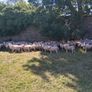 Romney 50 ewe lambs Image 5
