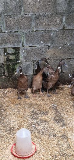 Ducks, Drakes, Ducklings