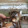 Lomonosov bear figure Image 7